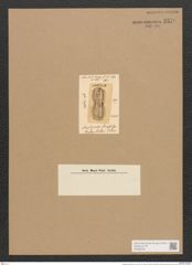 Amphiprora chinensis Grev. (de-Toni-Nr.: Genus 29, Species 1360) Zeichnungen Sammlung Grunow Nr. 2579 (NHMW-BOT-W0369764)